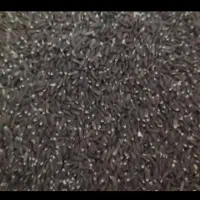بزرک تازه و محلی