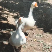 گاز و بوقلمون