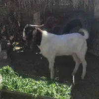 پازن|حیوانات مزرعه|بهبهان, |دیوار