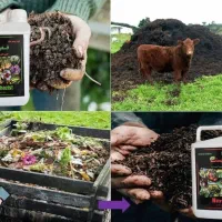 نیتروزیست فسفوزیست