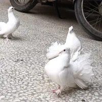 یک جفت چتری اصل