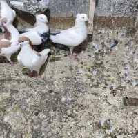 کبوتر شهرستان