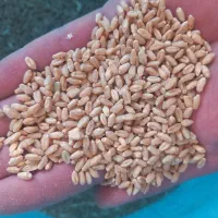 گندم بوجاری شده