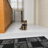 اگه به دنبال یک pet خانگی هستی تماس بگیر