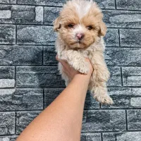 maltepoo|سگ|قم, یزدان‌شهر|دیوار