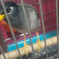 عروس هلندی و مرغ مینا