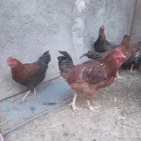 خروس|حیوانات مزرعه|سرپل ذهاب, |دیوار