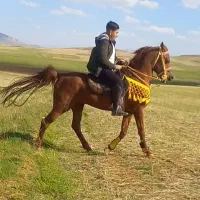 نریان عرب یکسر