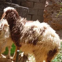 بره ماده