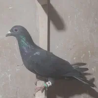 کفترشهرستان...کاشمر|پرنده|کاشمر, |دیوار