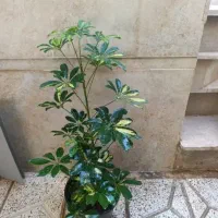 دونه 150اریکا 150|گل و گیاه طبیعی|نیشابور, شهید بهشتی|دیوار