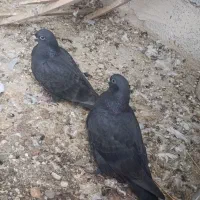 جوجه