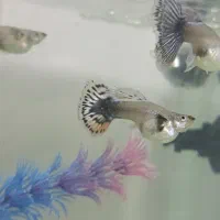 کپی بیگ ایر رد موزاییک|ماهی|بروجرد, |دیوار