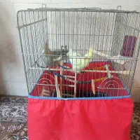عروس هلندی