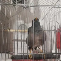 مرغ مینا سخنگو|پرنده|کرمان, |دیوار