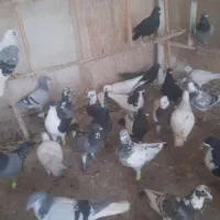 ۷۰تا پرنده زنگ به شرط پرش همه صاف