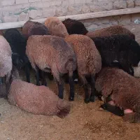 فروش بره نره ماده
