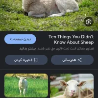 میش و بره فروشی