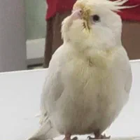 عروس هلندی  گم شده|حیوانات|اهرم, |دیوار