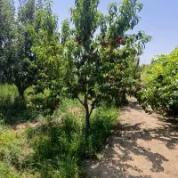 باغ و باغچه روستای حصار حاجیلار ( کشتیبان)|فروش خانه و ویلا|ارومیه, |دیوار