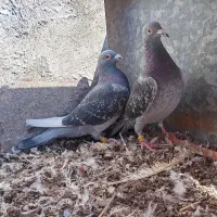 چند جفت کفتر پلاکی و بازیکن