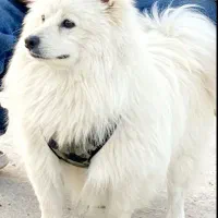 سگ روباهی