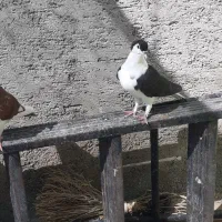 کفتر جوجه  قوچان