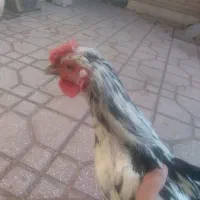 خروس گلین چهل تاج|حیوانات مزرعه|اسلام‌شهر, شهرک سعیدیه|دیوار