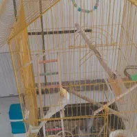 عروس هلندی
