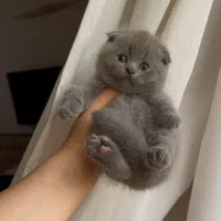 دنیای گربه های خاص آپارتمانی(پرشین بریتیش اسکاتیش)|گربه|مشهد, سجاد شهر|دیوار