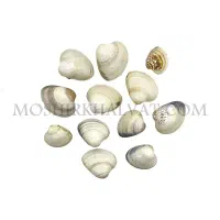 صدف|کلکسیون و سرگرمی|اصفهان, نقش جهان|دیوار