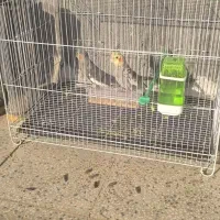 دو عدد عروس هلندی|پرنده|زبرخان, |دیوار