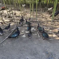 حراج بوقلمون