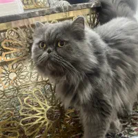 گربه اسکاتیش