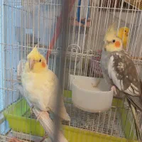 جفت عروس نر وماده|پرنده|تهران, باغ خزانه|دیوار