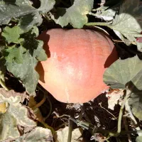 حراج کدو