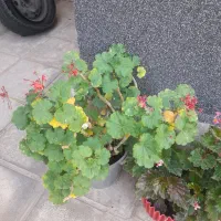 گلهای سالم سر حال|گل و گیاه طبیعی|هشتگرد, فاز ۳ مهستان|دیوار