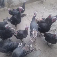 بوقلمون های محلی نر ماده|حیوانات مزرعه|شاهین دژ, |دیوار