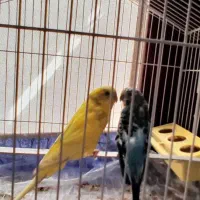 یک جفت مرغ عشق|پرنده|تهران, چهارصد دستگاه|دیوار