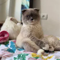 اسکاتیش اصیل برای جفتگیری