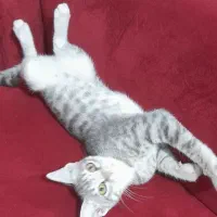 واگذاری گربه نر طوسی