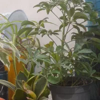 گل طبیعی|گل و گیاه طبیعی|فولادشهر, B1|دیوار