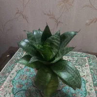 گل وگیاه