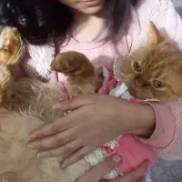 گربه پرشین ۱۰ ماهه