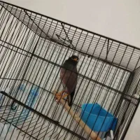 پرنده زینتی و فروش پرنده الان دارم فنچ قناری عروس