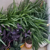 تعداد گلدان طبیعی آلوورا و گندمی  دونه ۱۰۰ و ۲۰۰ ت|گل و گیاه طبیعی|تهران, خاوران|دیوار