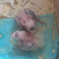 یک جفت عروس هلندی مولدبه همراه دو جوجه یازده  روزه|پرنده|مشهد, شهرک لشکر (شهرک غرب)|دیوار