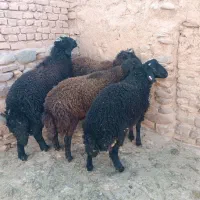 بره قوچ همو