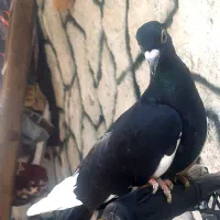 کبوتر