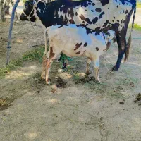 دو عدد گاو گوساله دار و آبستن